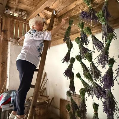 Lavanda 16.06.2026 1