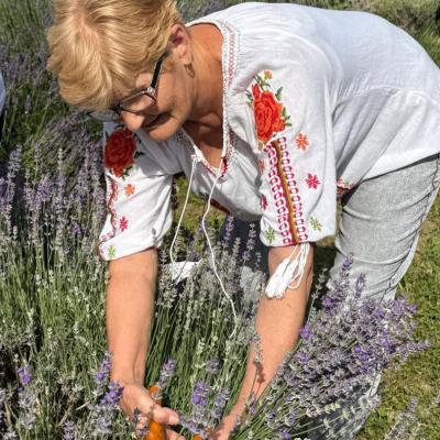 Lavanda 16.06.2026 3