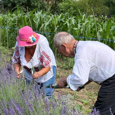 Lavanda 16.06.2026 5