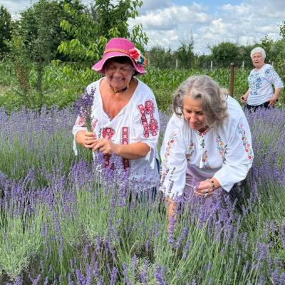 Lavanda 16.06.2026 8